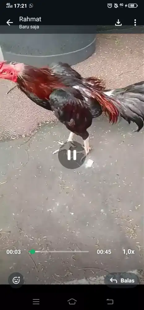 Jual ayam bangkok spesialis jalu