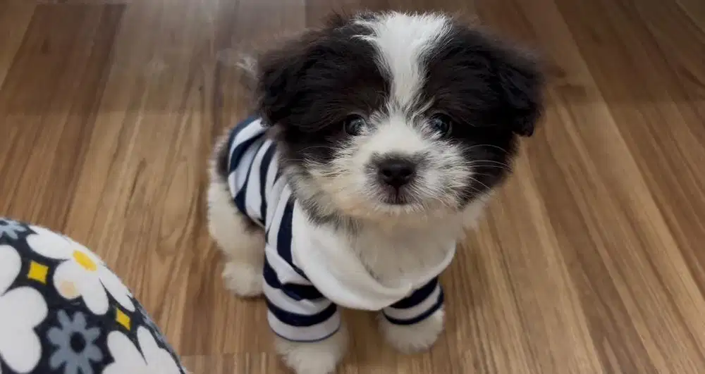 OPEN ADOPT KHUSUS PENYAYANG ONLY
