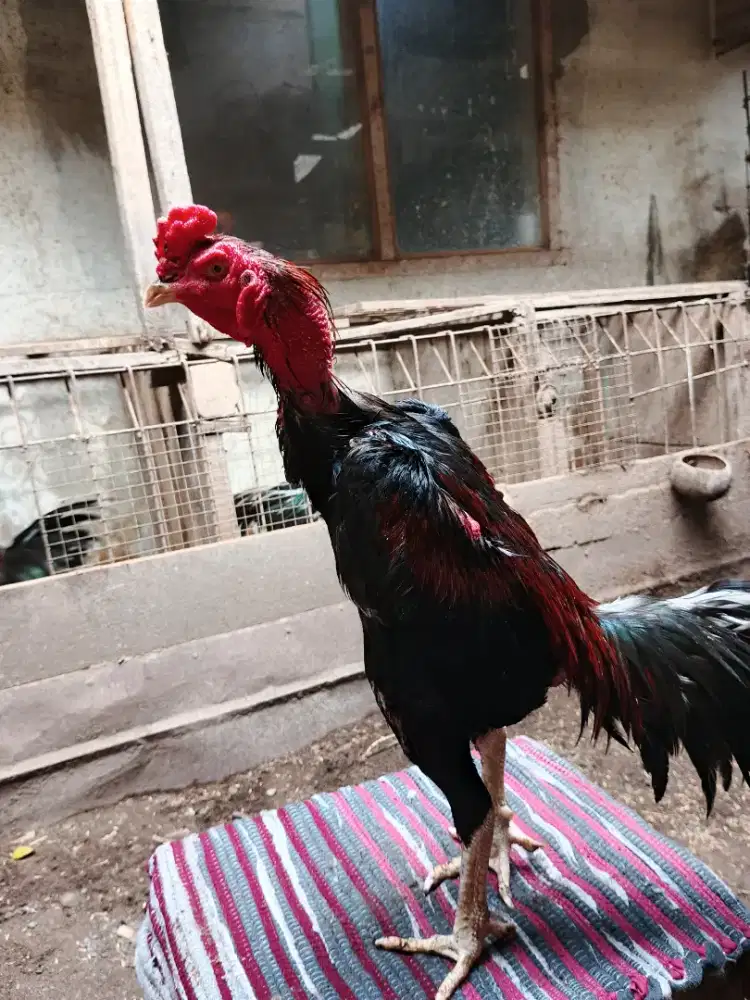 Jual ayam jago Bangkok