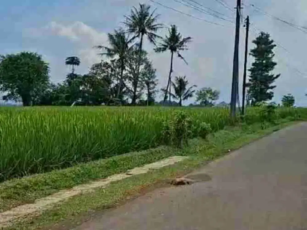 Sawah Pinggir Jalan Raya, Plered, Purwakarta.