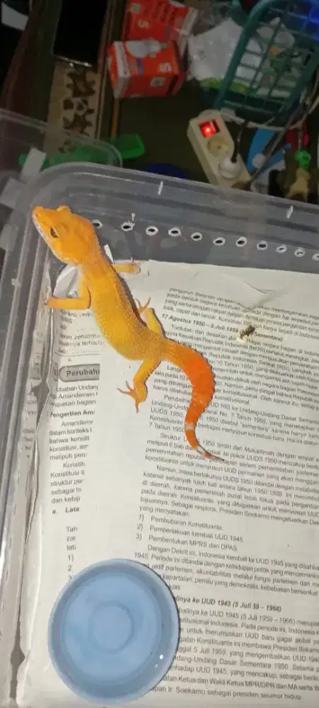 Gecko Size Juve data lengkap,, beda beda harga,