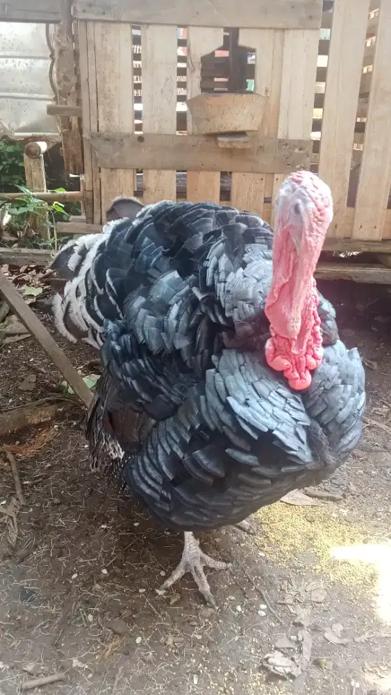 Ayam kalkun jantan