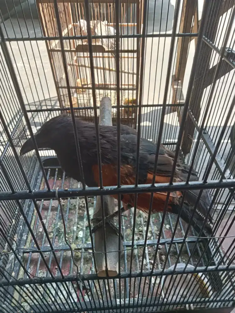 Burung butbut Jawa dan tledekan laut