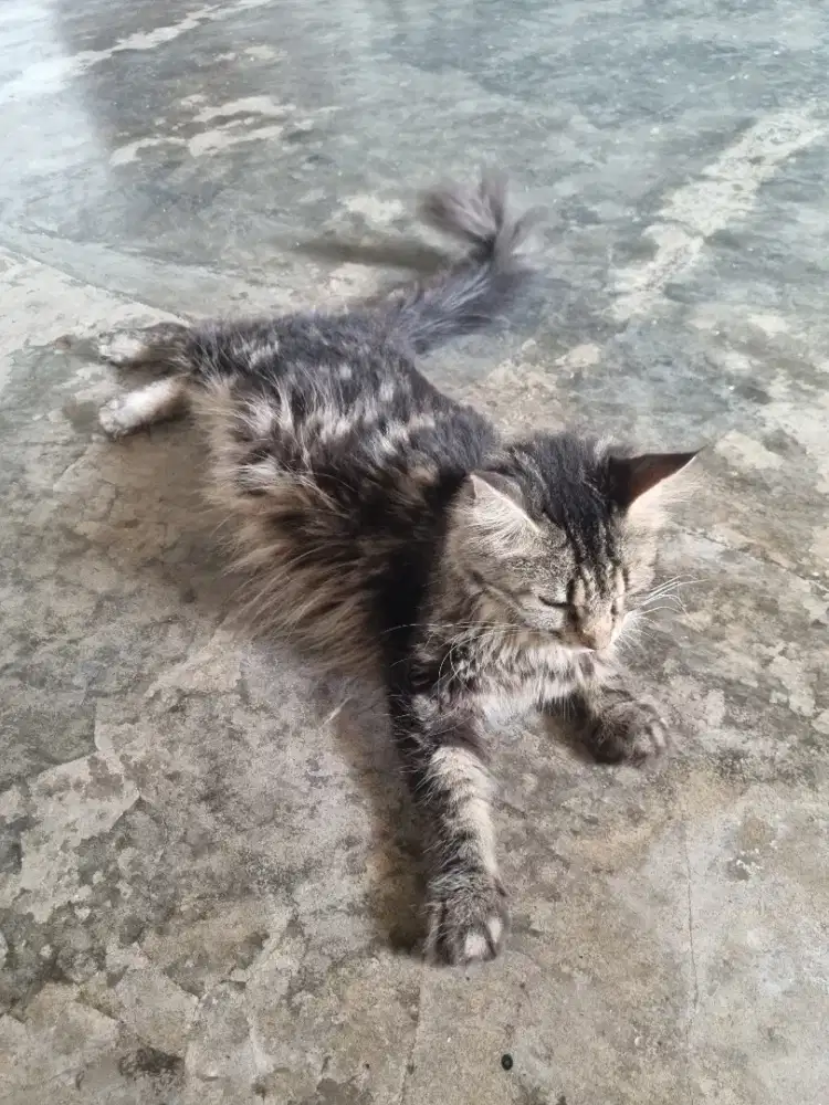 Kucing Betina Maine Coon