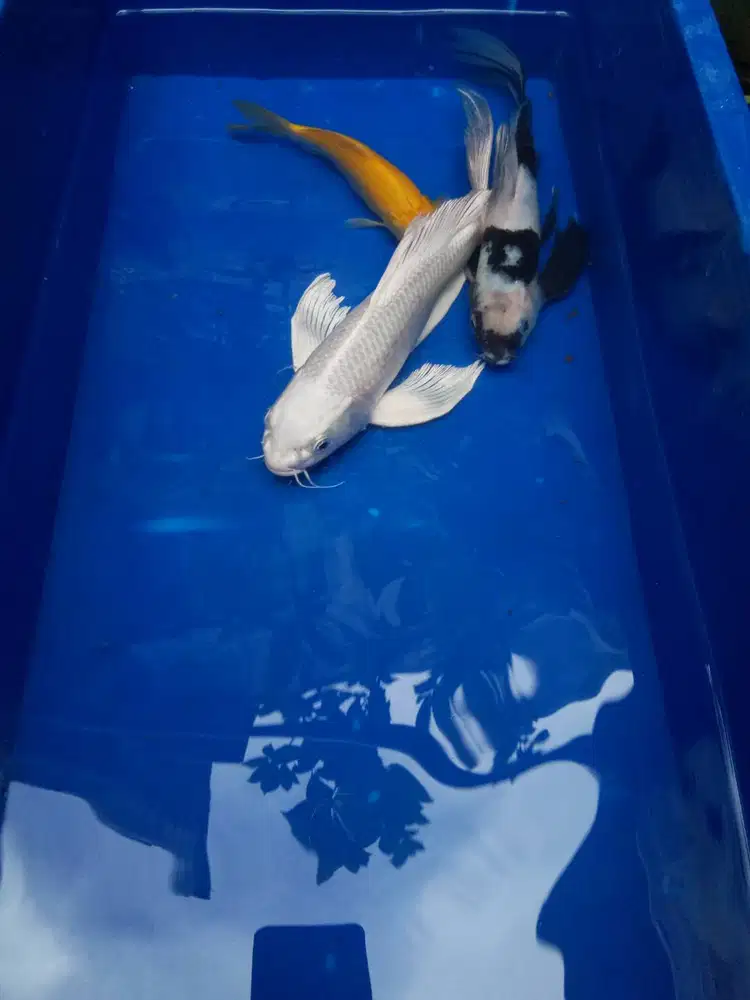 Borongan ikan koi