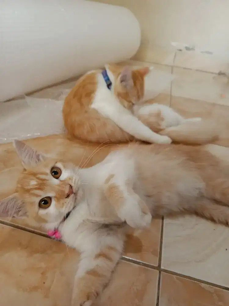 lepas adopsi sepasang persia mixdom 4 bulan