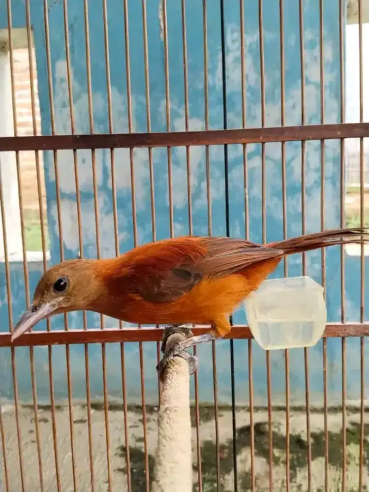 Cucak rowo papua pitohui jantan harian bunyi