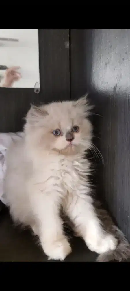 Betina Kitten Himalaya 3 bulan
