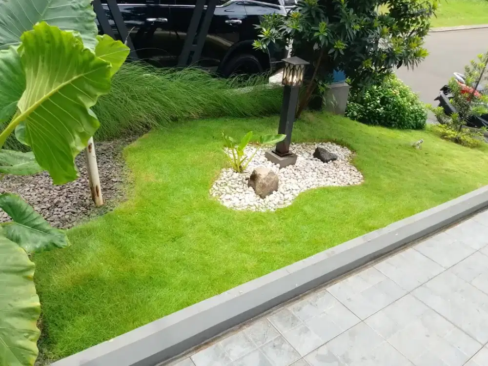 Rumput swiss hijau jasa pasang rumput taman