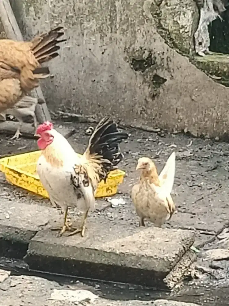 Sepasang ayam kate
