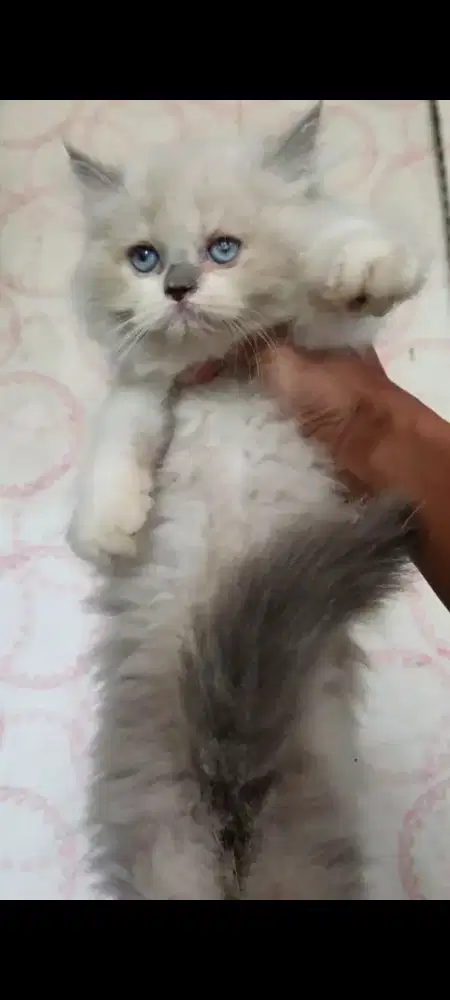 Kitten Betina Himalaya