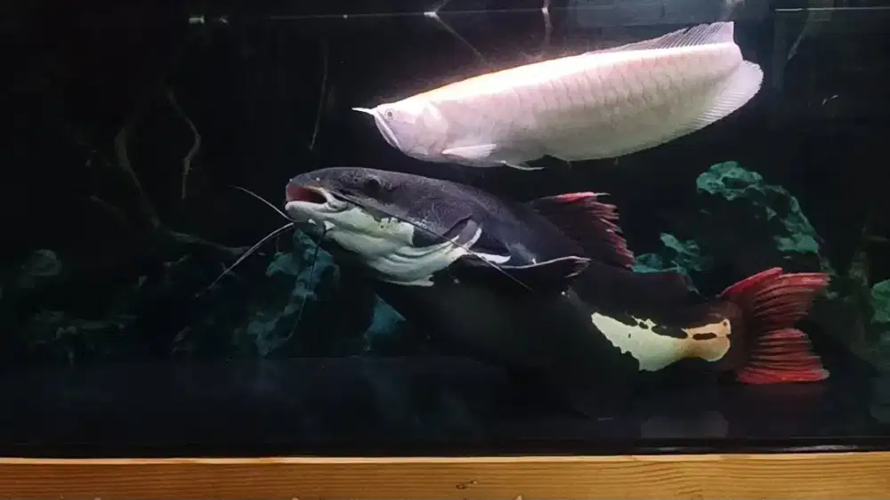 Ikan RTC SSB 70cm