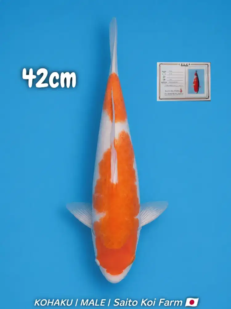 Koi Kohaku Import Saito Koi Farm 42cm Jantan bersertifikat breed
