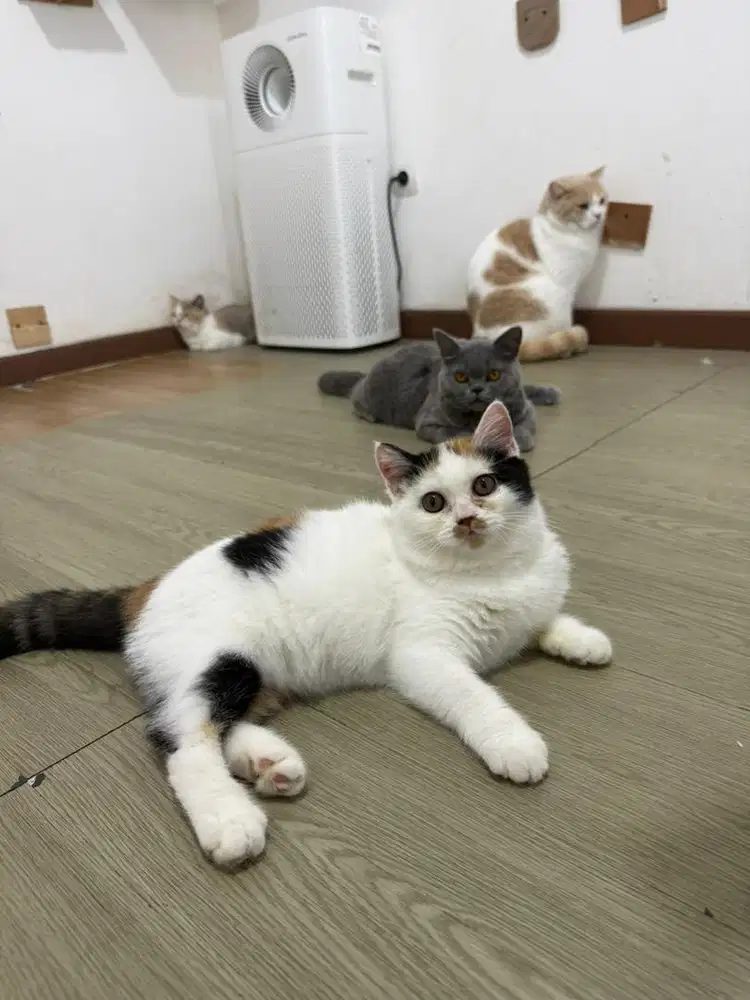 KUCING BSH LUCU GEMBUL BETINA