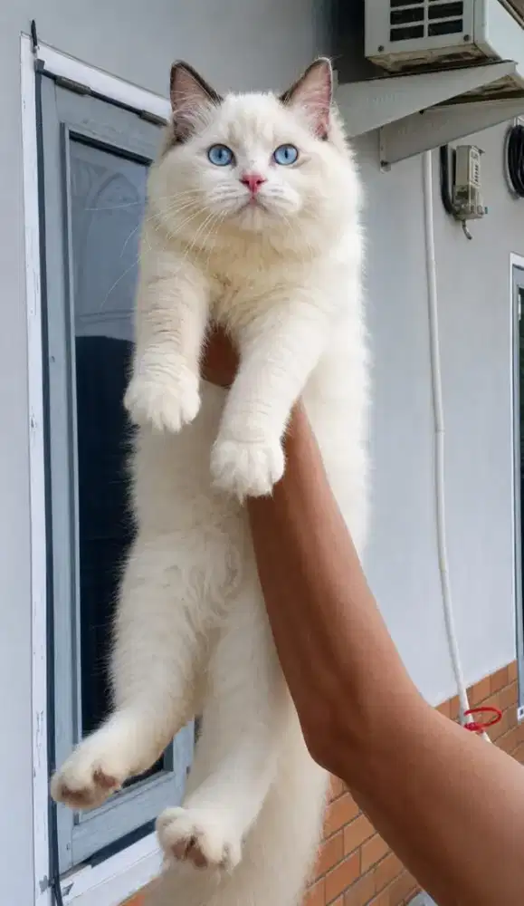 Ragdoll female real 4 bulan bongsor