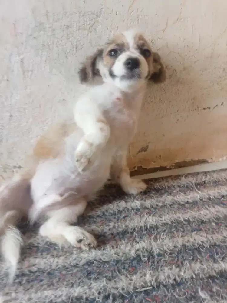 Anjing shitpom usia 60 hari