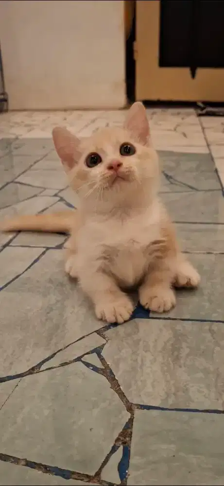 Kitten munchkin betina