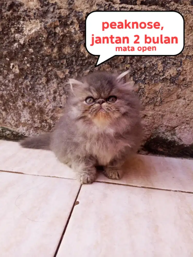 Kucing peaknose