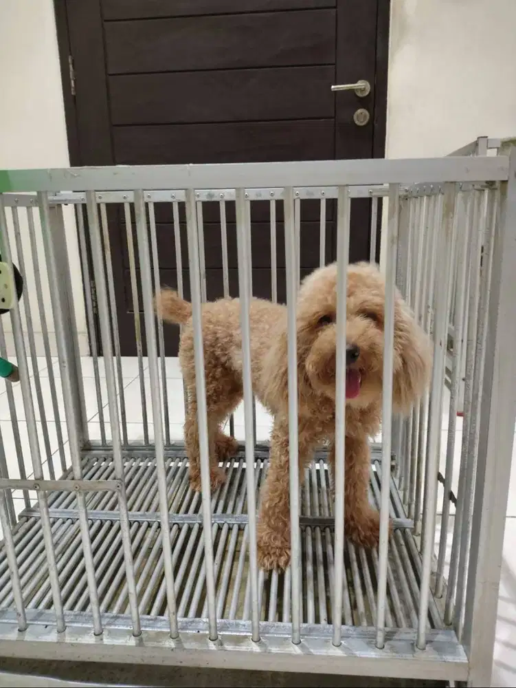Jual Anakan Poodle Jantan Coklat