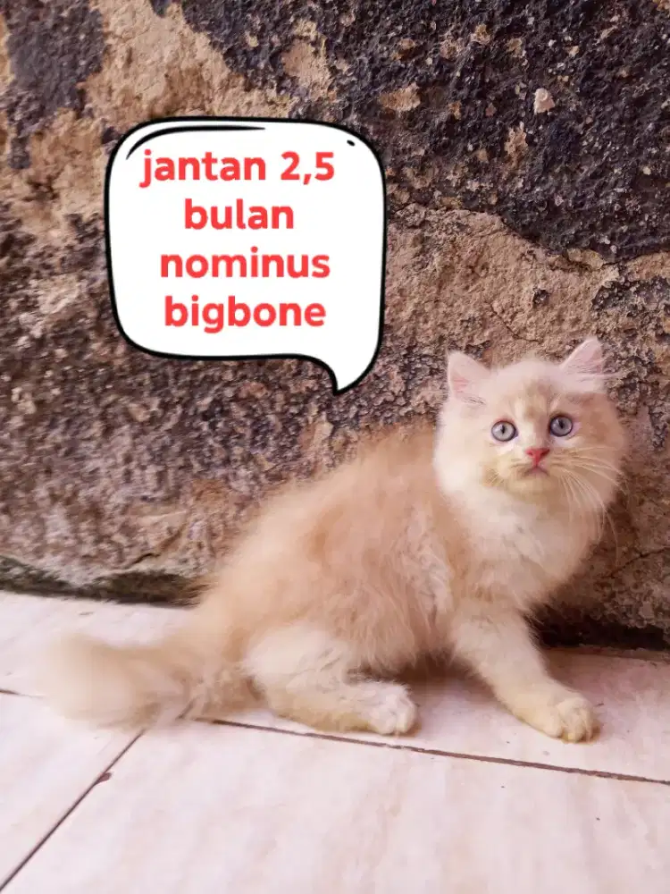 Kucing Persia medium