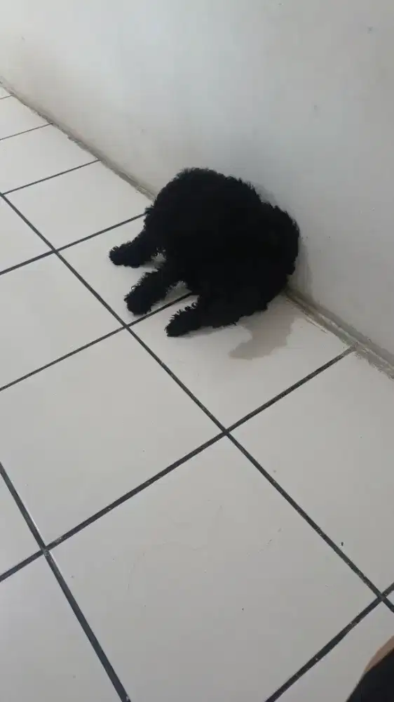 Pure poodle black kosongan