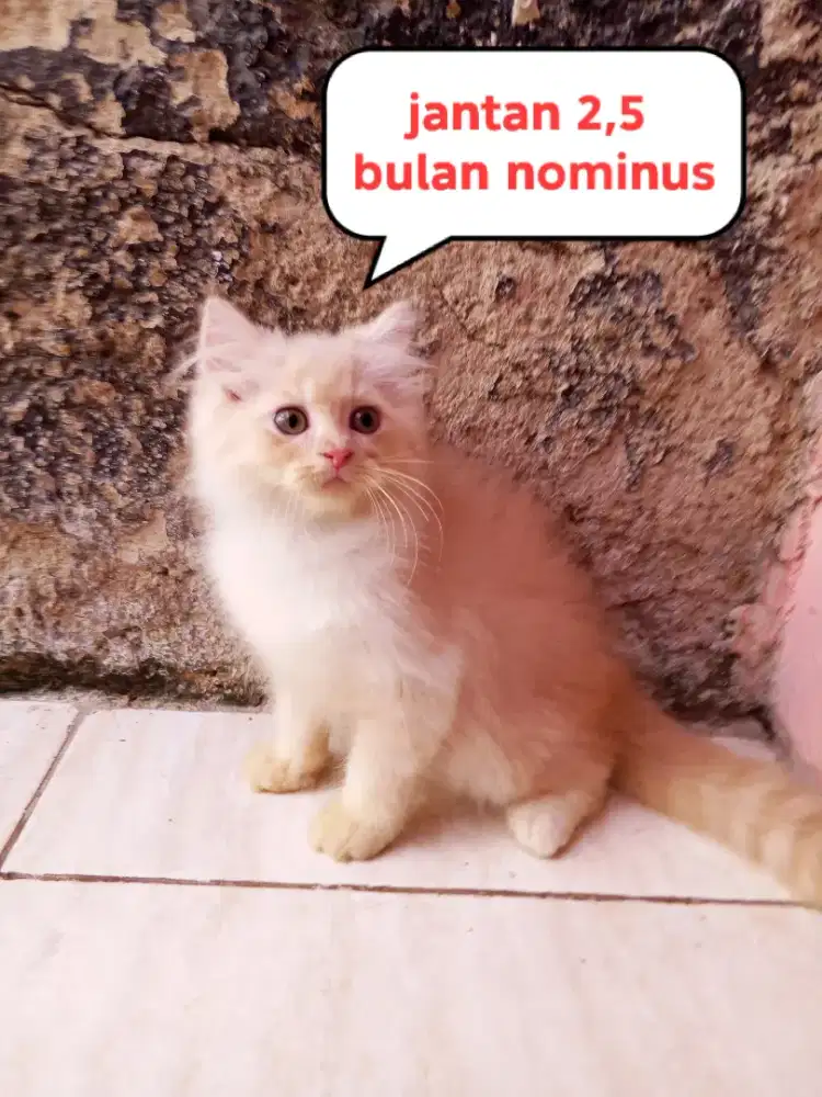 Kucing Persia medium