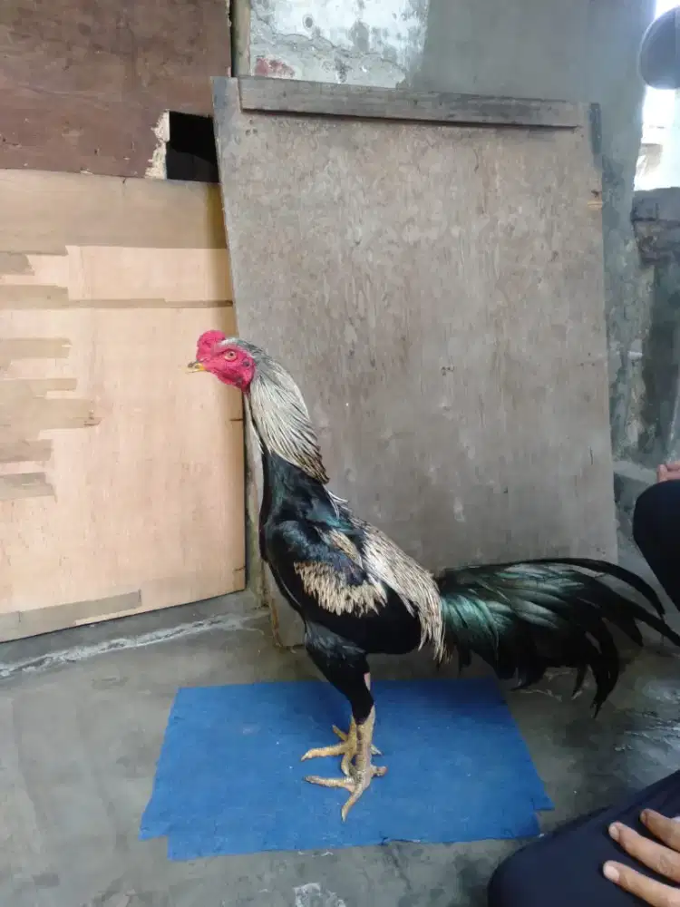 Ayam pakhoy supeer