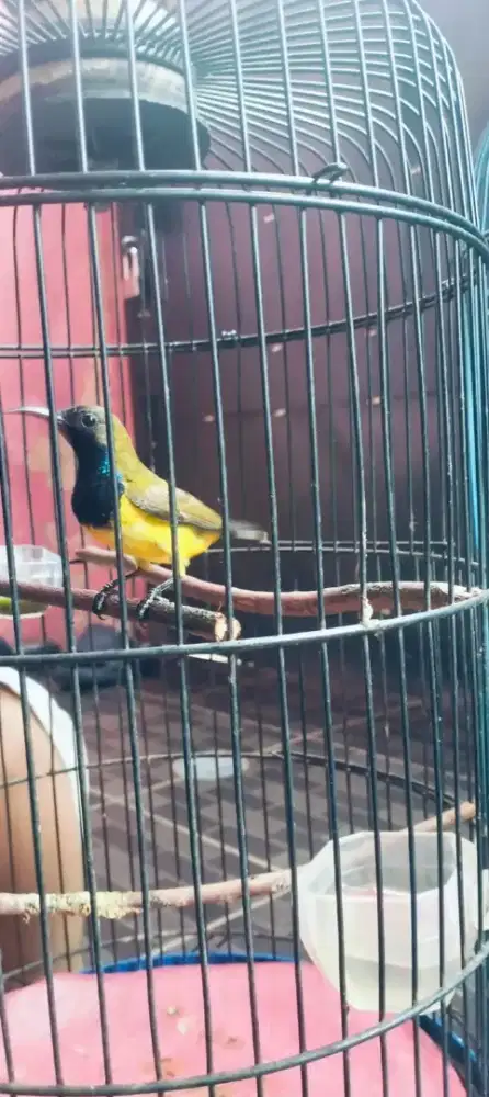 Jual borongan harian rajin semua