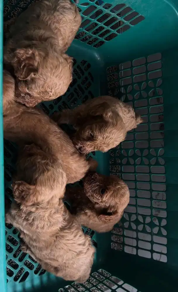 Anakan Poodle asli pure Puppy