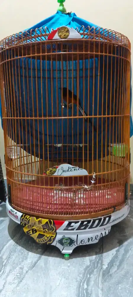 Murai batu FS cari kembalian dari Kacer FS