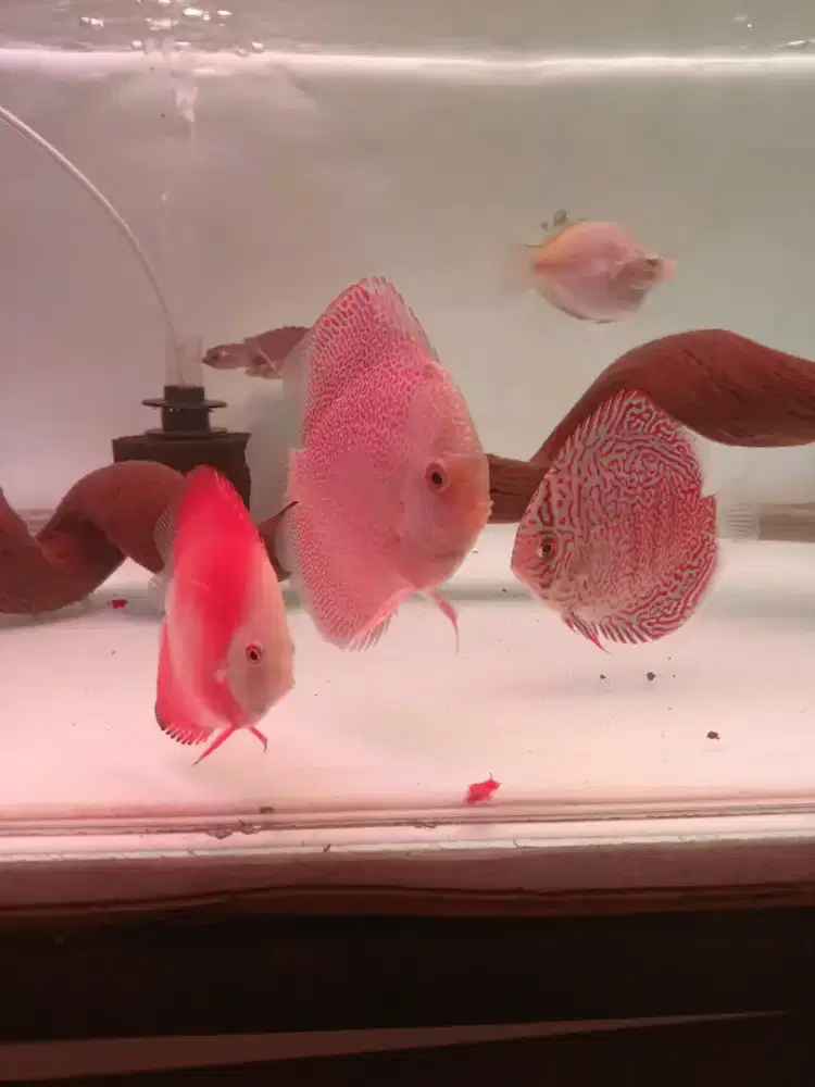 Ikan discus murah