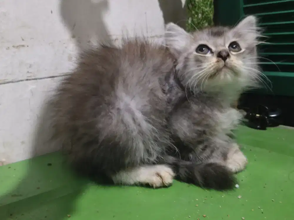 Kucing persia kitten jantan