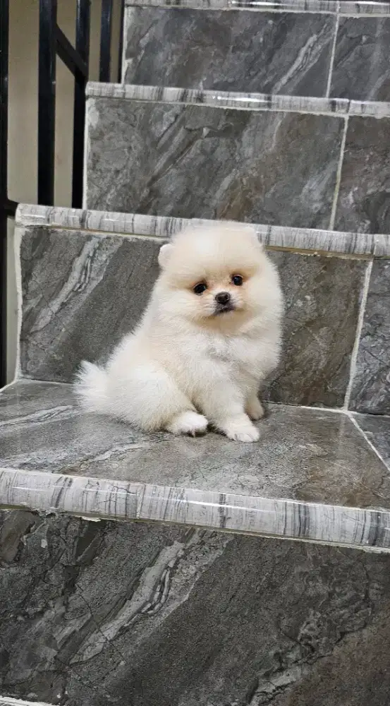 Jual supermini Pom betina lucu