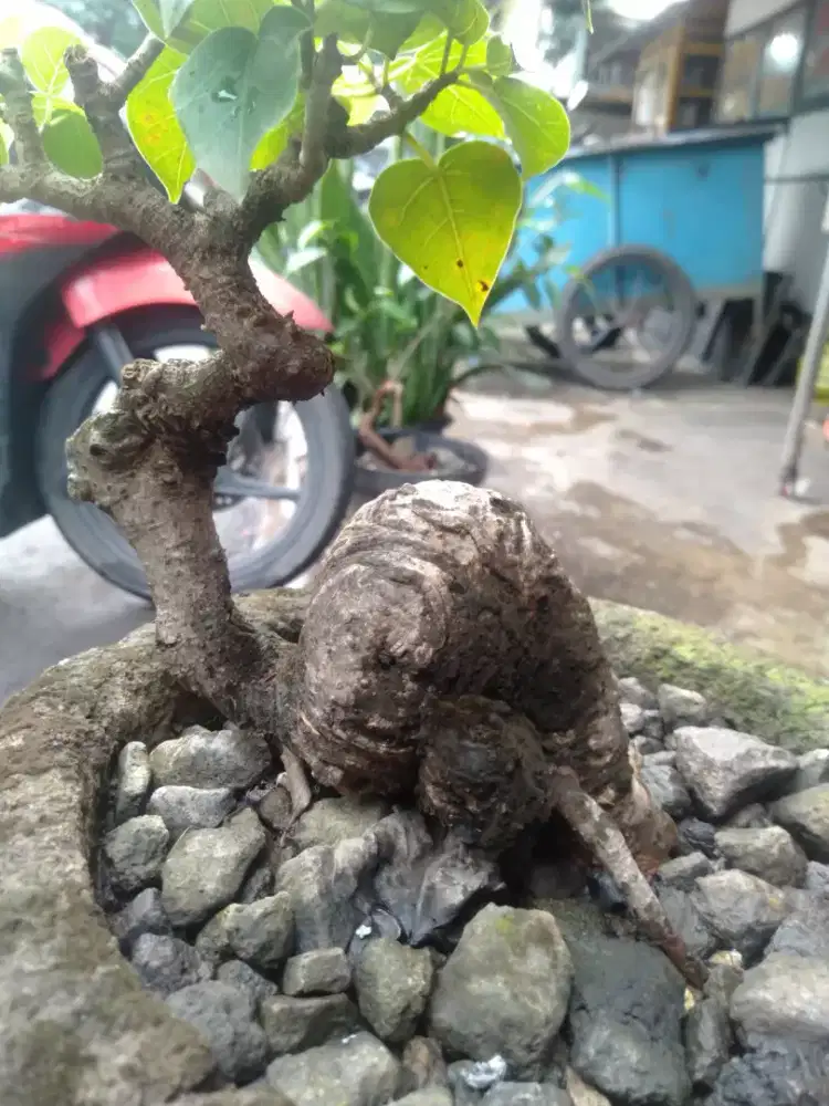 Bonsai ficus bodhi