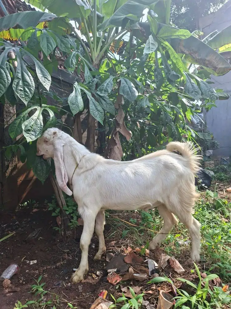 Kambing Kurban Etawa Senduro dan PE