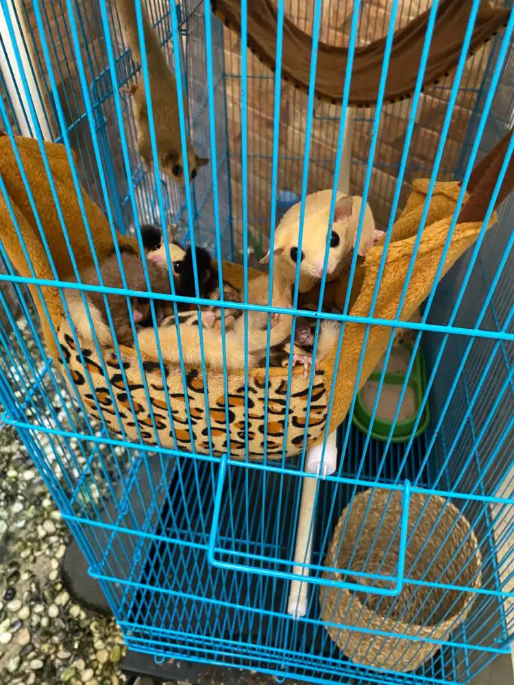 Jual Sugar Glider, Aquarium, Gecko Sunspot