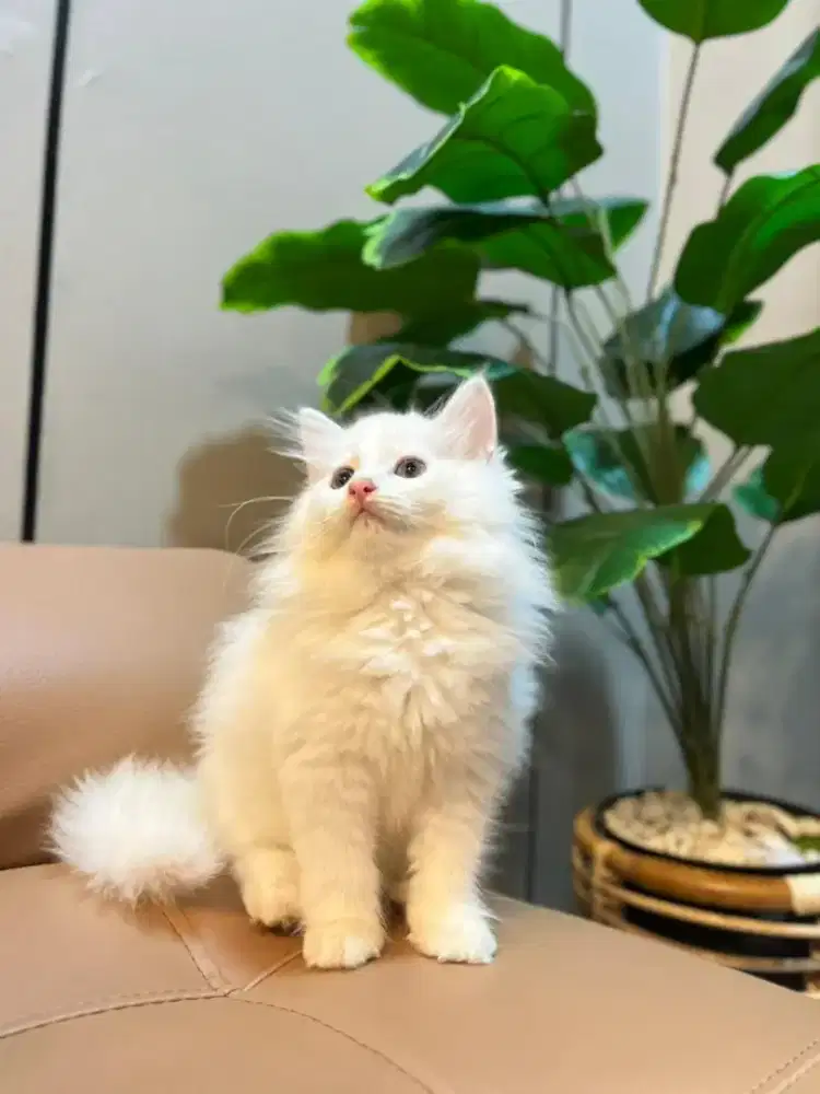 Kucing kitten persia betina