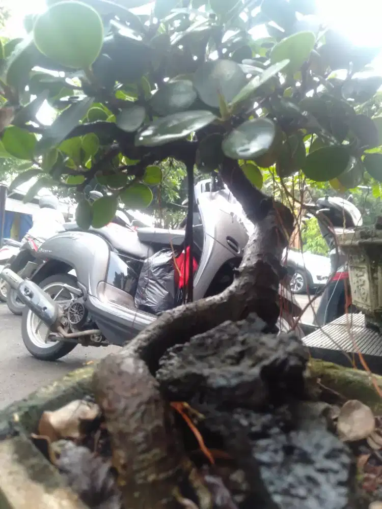 Bonsai ficus dollar