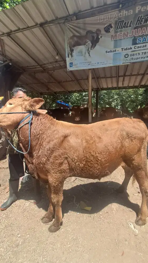 SAPI BOBOT 400UP