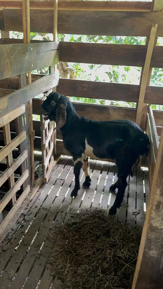 Kambing Qurban Berkualitas | Bisa Pilih Langsung & Siap Antar