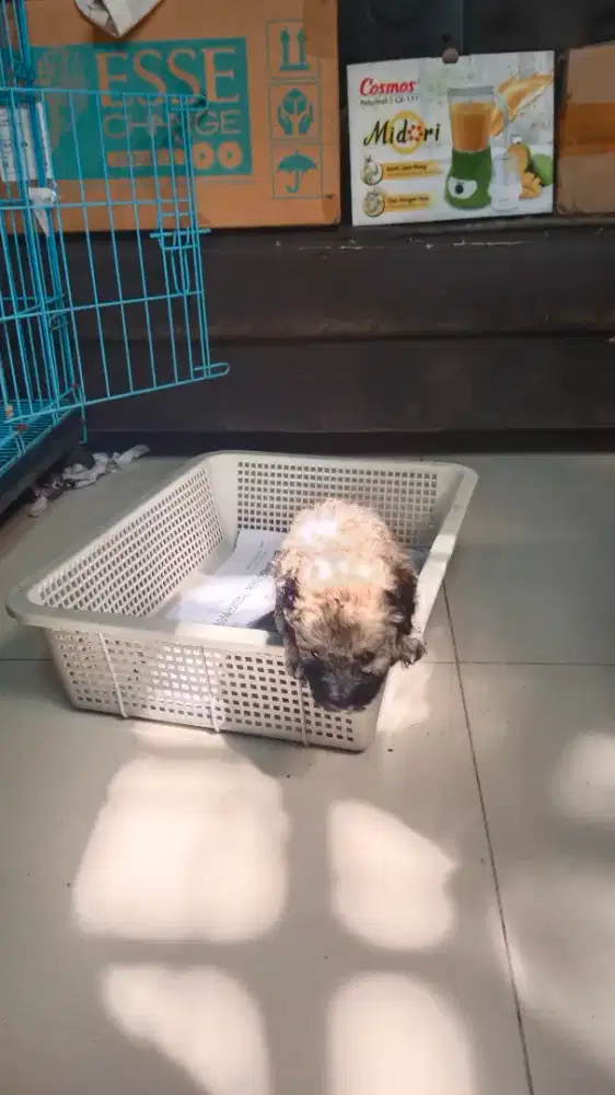 Toy Poodle Jantan