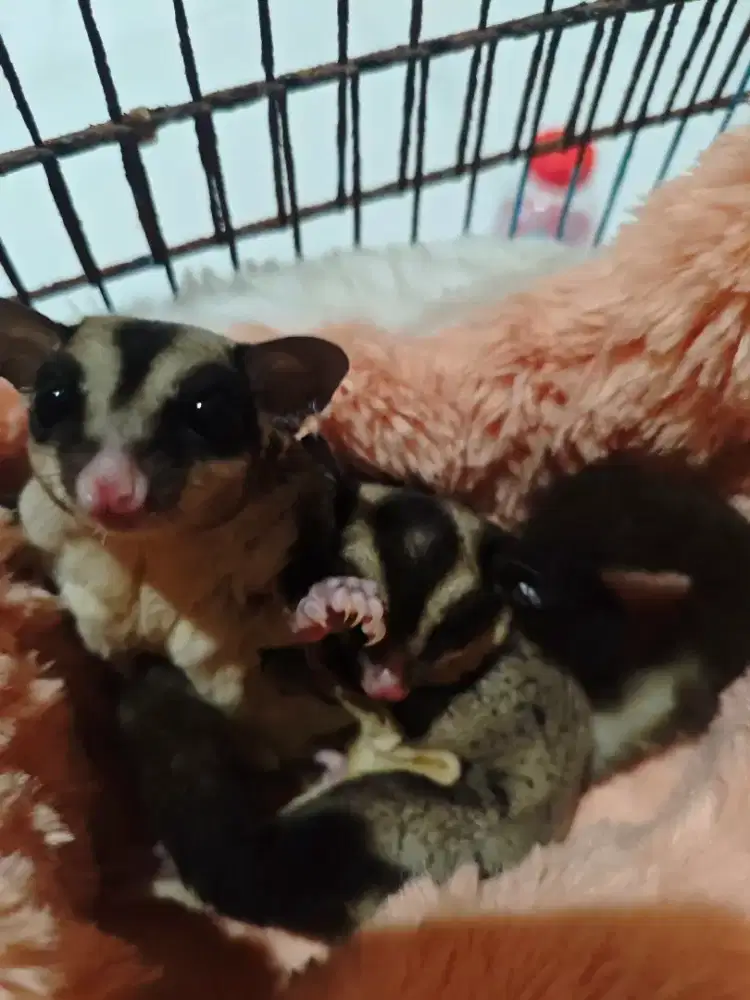 Sugar glider sepasang sama kandang