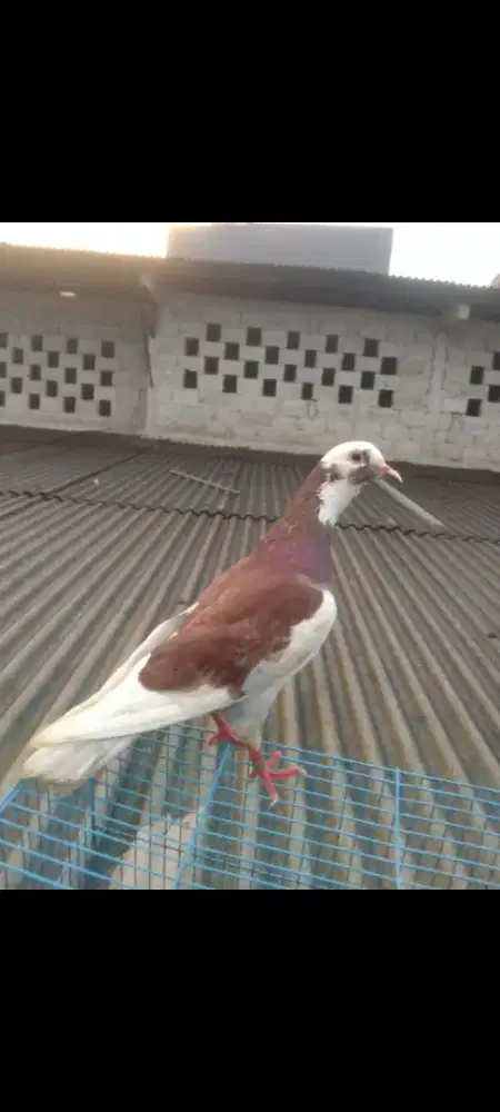 Bekas player  pondok aren ceger Ciledug