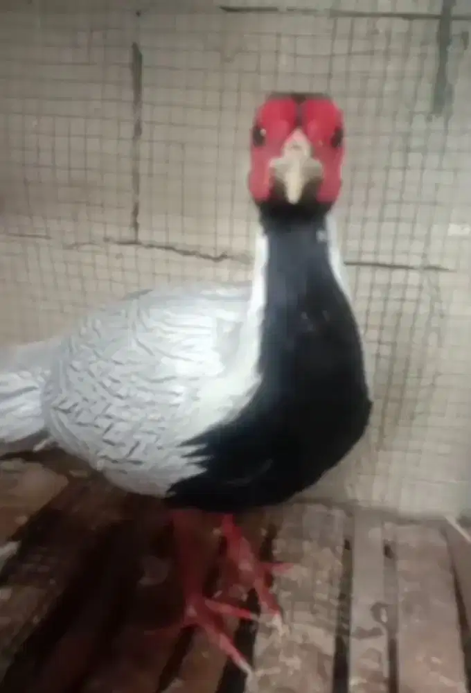 Ayam jantan silver pheasant