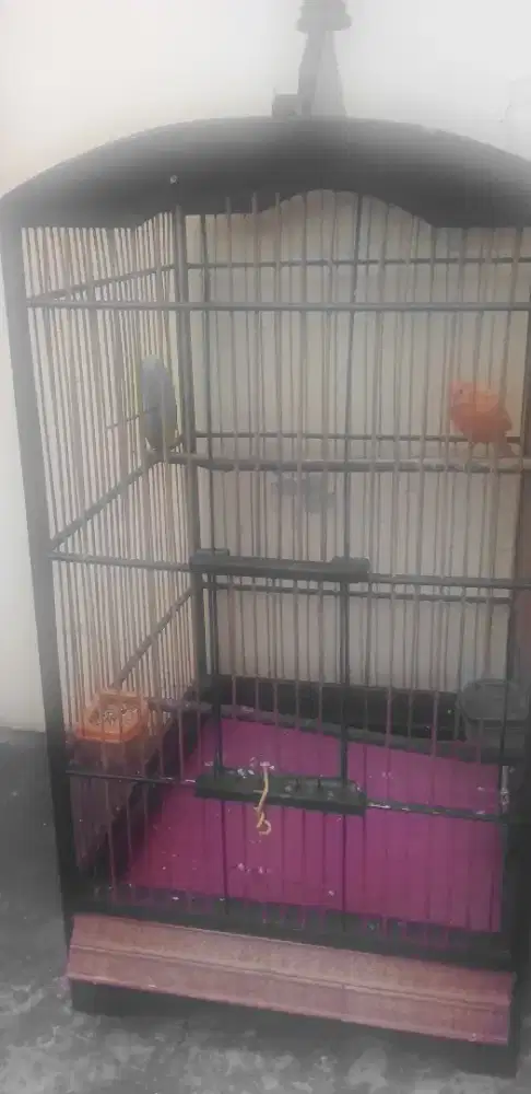 Burung kenary lokal warna merlok pakai ring gasor