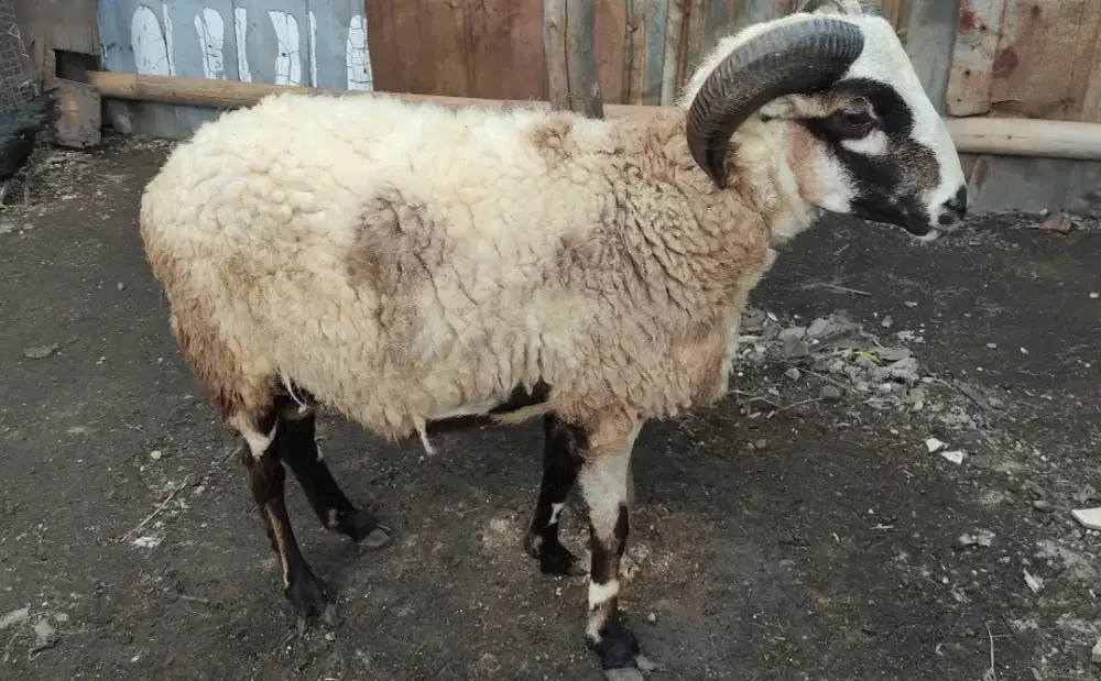 Domba Qurban Ekonomis 2026