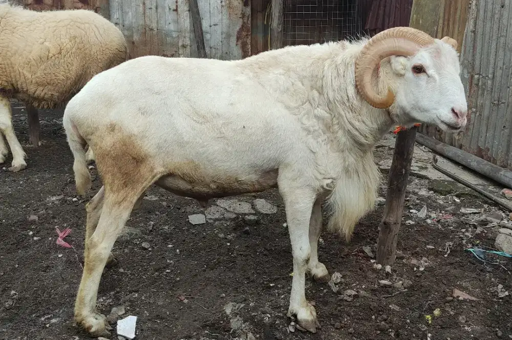 Hewan Qurban Domba Kambing Sultan