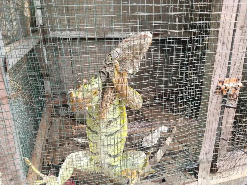 Gren iguana jumbo