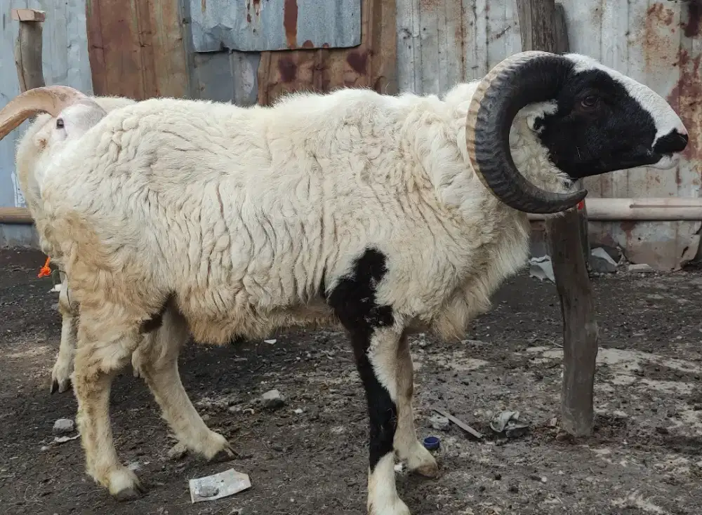 Hewan Qurban Domba & Kambing & Embe