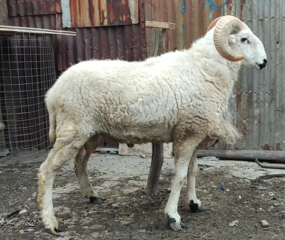 Hewan Qurban Domba Kambing Embe 2026